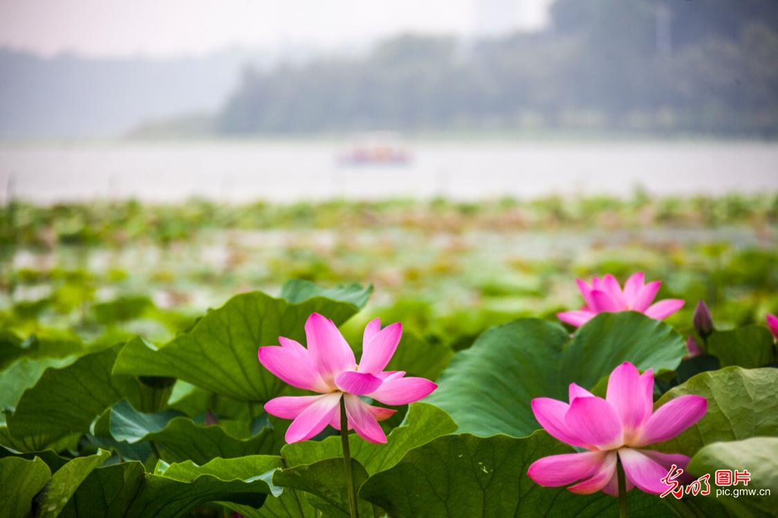 Xuanwu Lake Lotus Festival in E China's Jiangsu