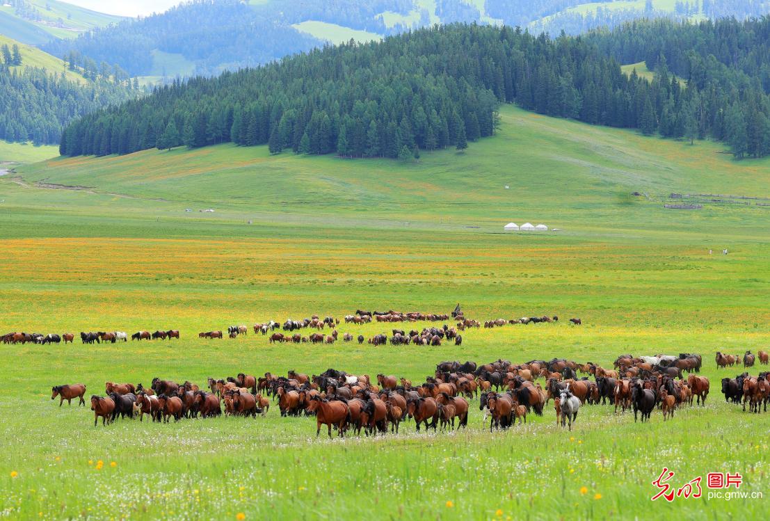 Horses gallop on Tollehaite Grassland, NW China's Xinjiang