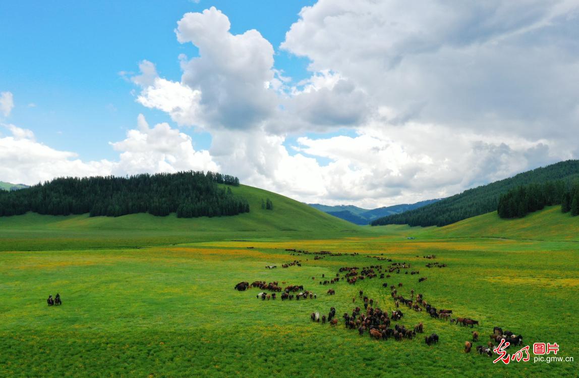 Horses gallop on Tollehaite Grassland, NW China's Xinjiang