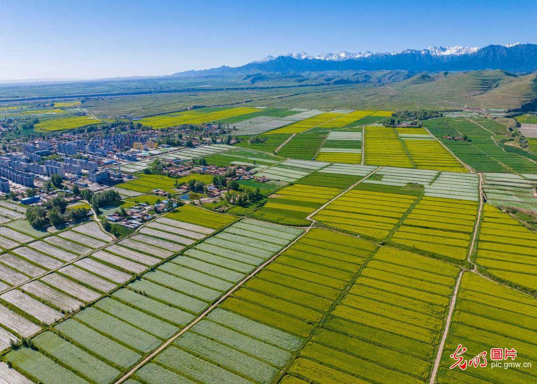 Cole flower fields in NW China's Gansu