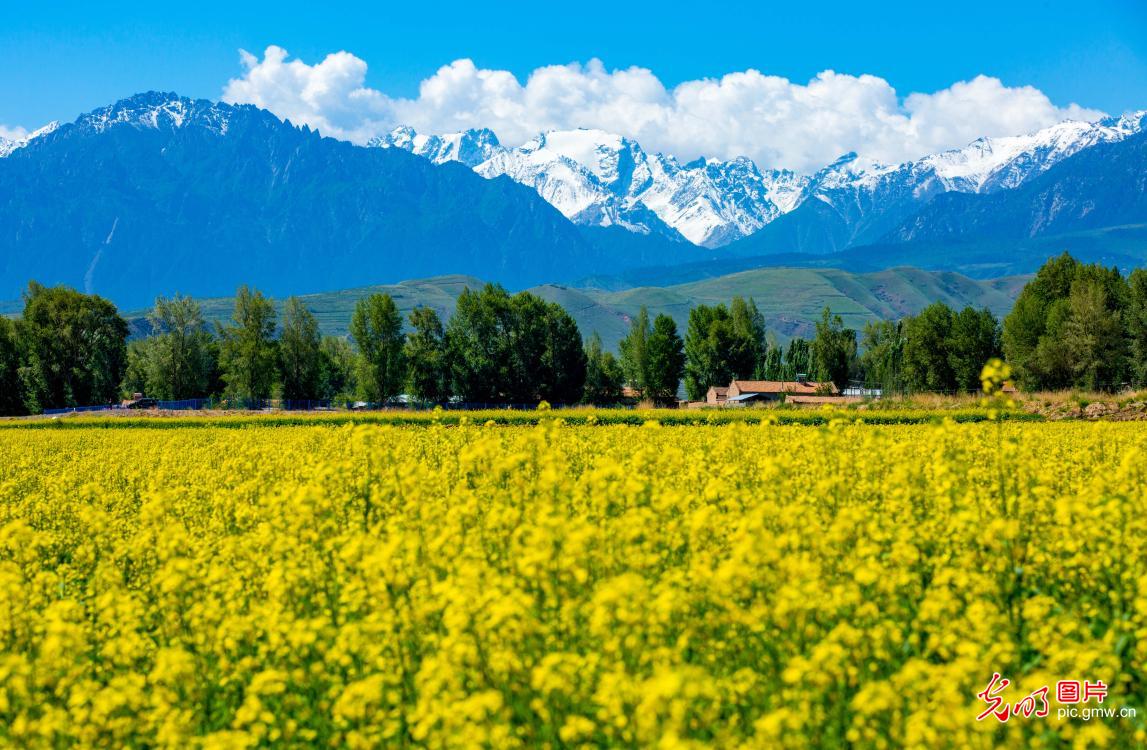 Cole flower fields in NW China's Gansu