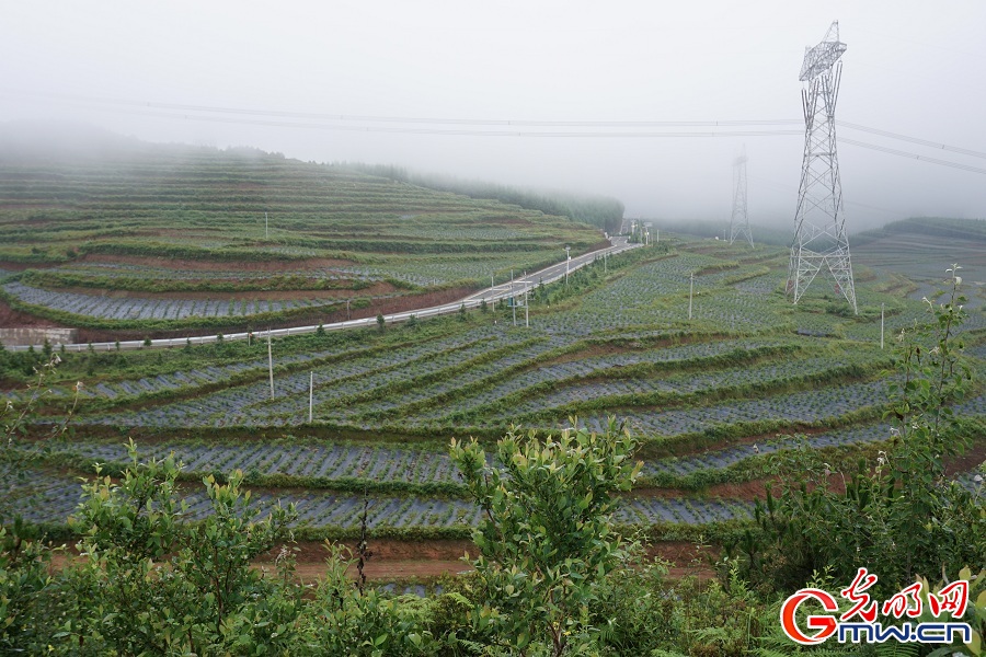 Blueberry planting base drives rural revitalization in Huopu Village