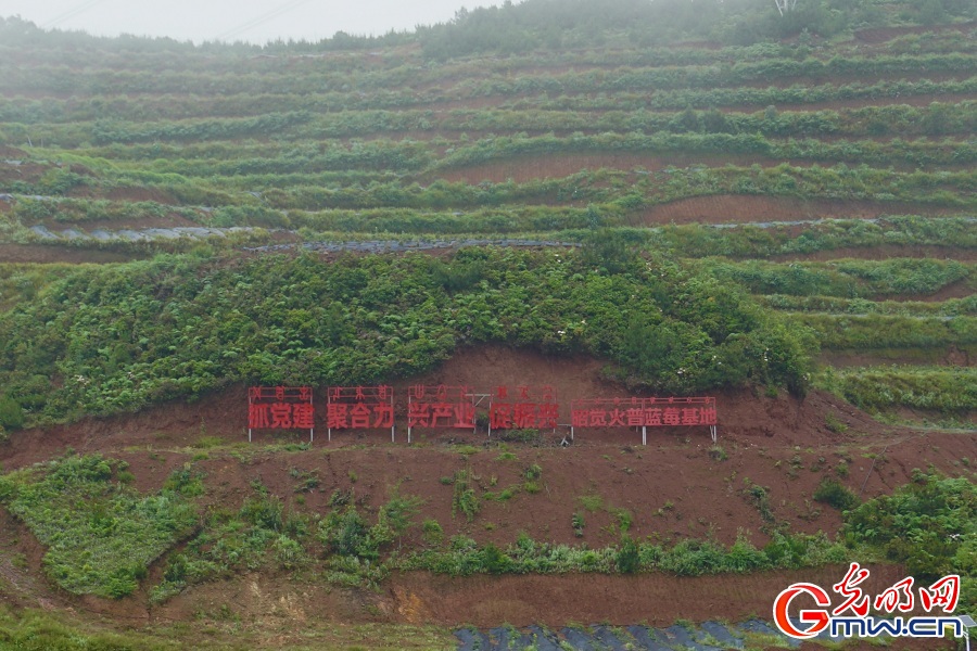 Blueberry planting base drives rural revitalization in Huopu Village