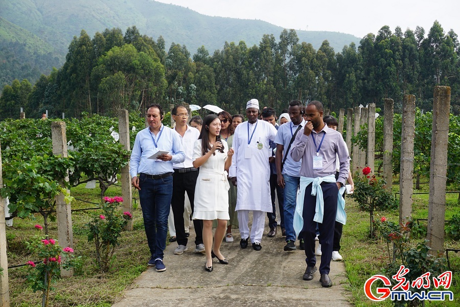 Xichang's grape and wine industry fuels rural revitalization