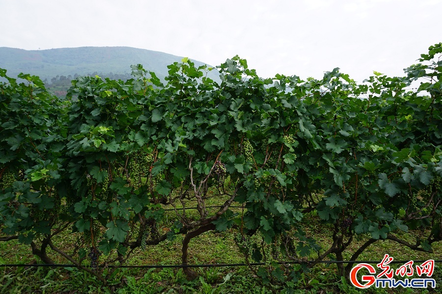 Xichang's grape and wine industry fuels rural revitalization