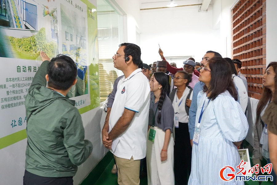 Olive industrial park contributes to rural revitalization in Liangshan