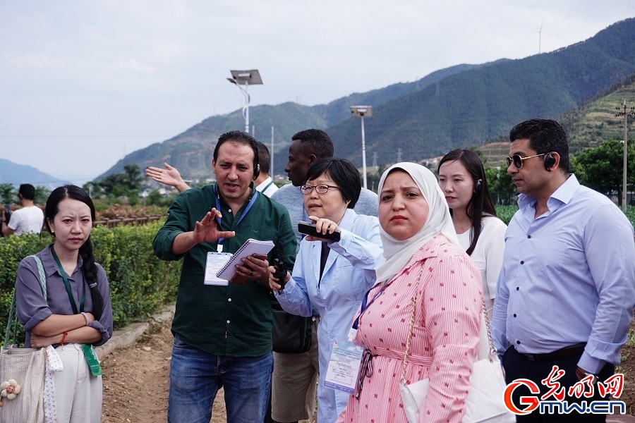 Advanced corn seed cultivation ensures prosperity in plateau mountain areas in Liangshan