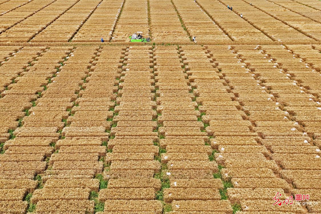 Smart wheat harvest coming to end in China