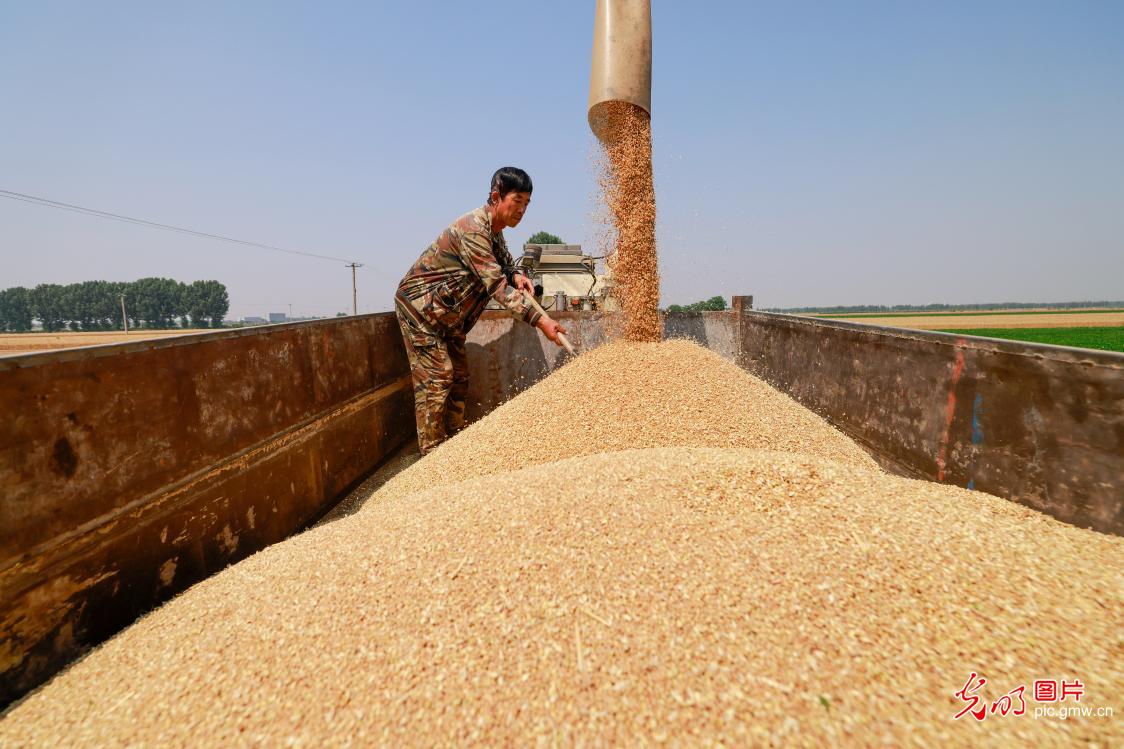 Smart wheat harvest coming to end in China