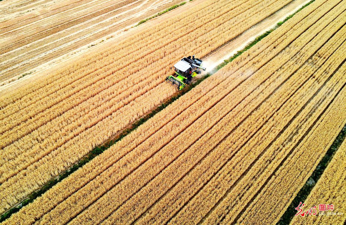 Smart wheat harvest coming to end in China