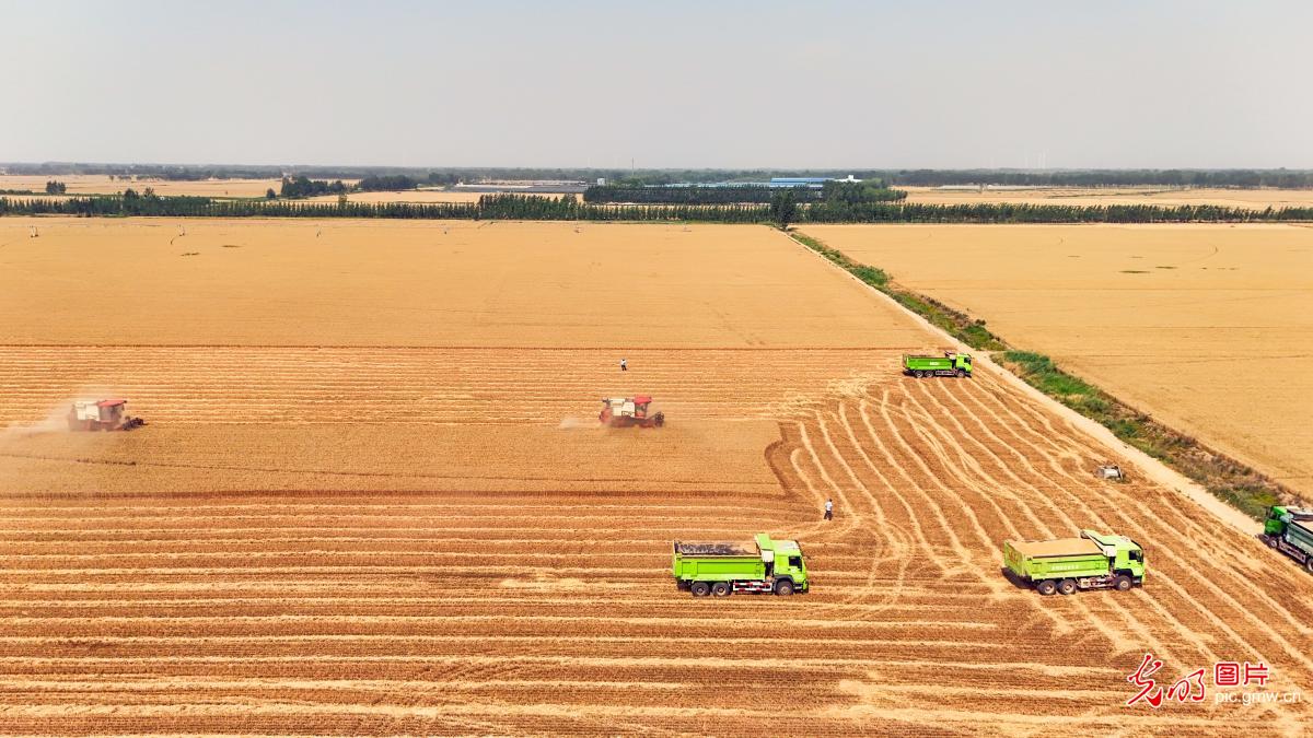 Smart wheat harvest coming to end in China