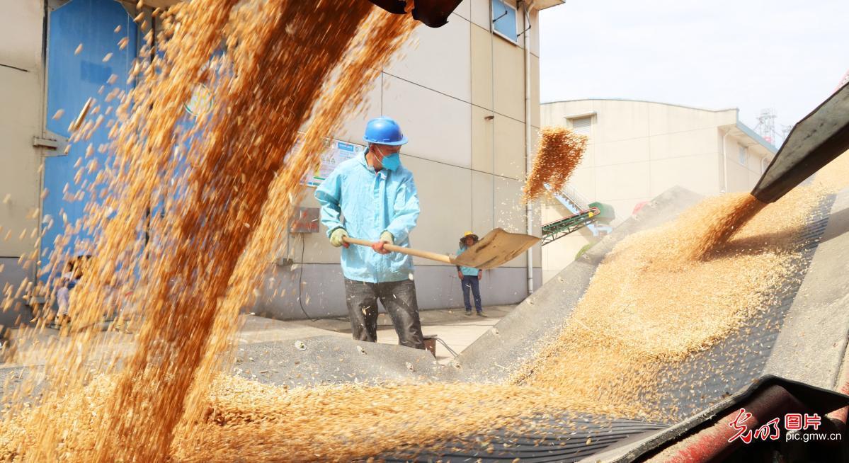 Smart wheat harvest coming to end in China