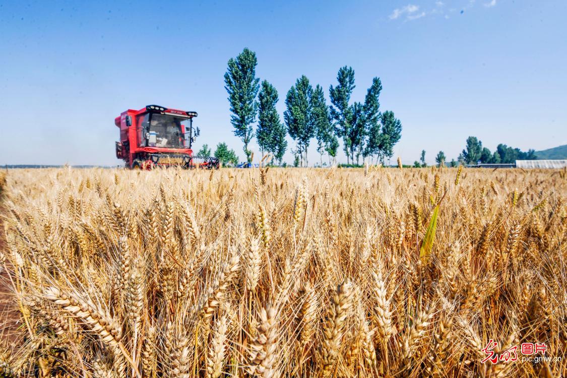 Smart wheat harvest coming to end in China