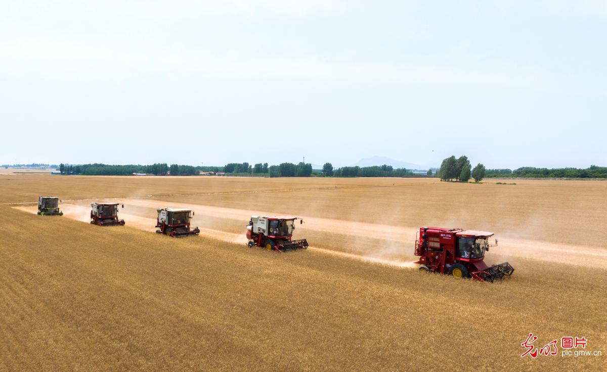 Smart wheat harvest coming to end in China