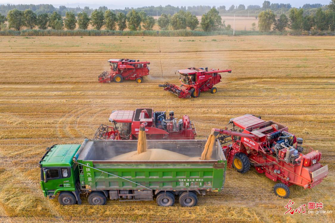 Smart wheat harvest coming to end in China