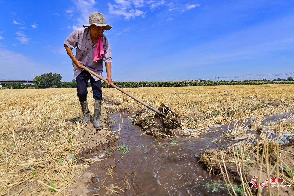 Intensified efforts to combat drought, protect seedlings during summer