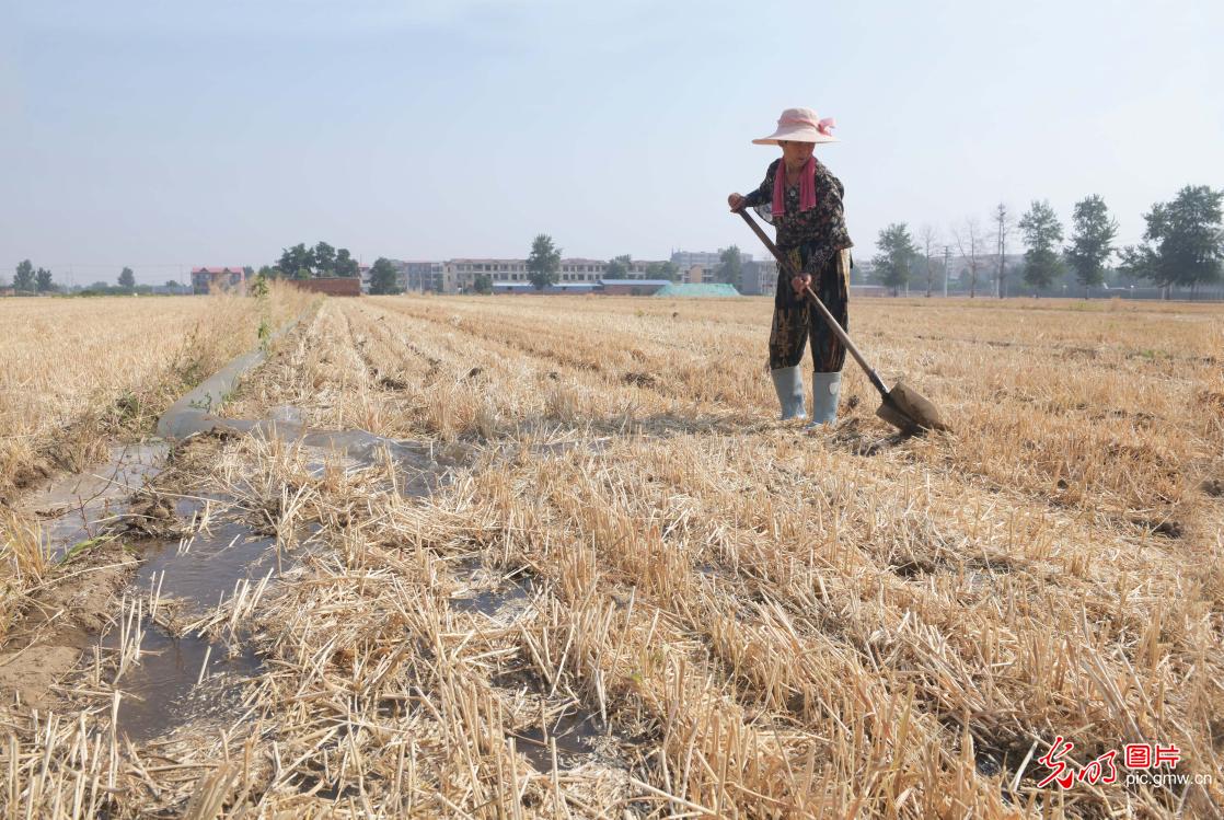 Intensified efforts to combat drought, protect seedlings during summer