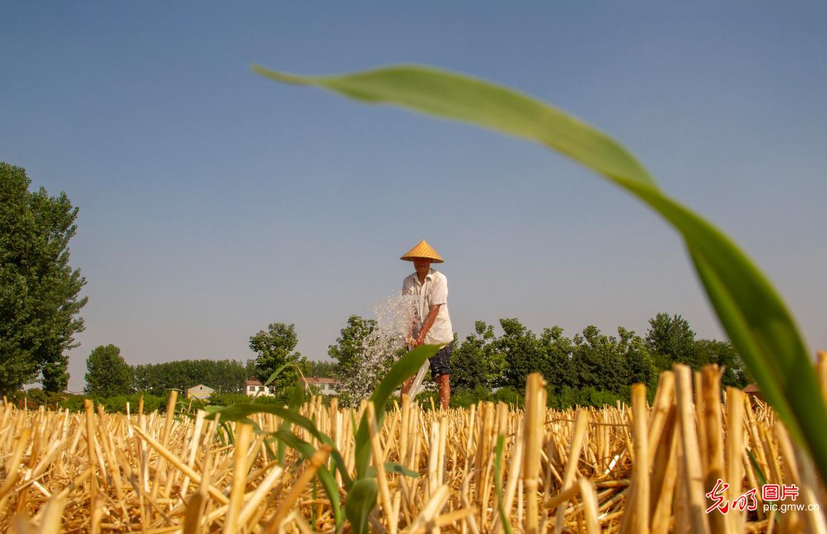 Intensified efforts to combat drought, protect seedlings during summer