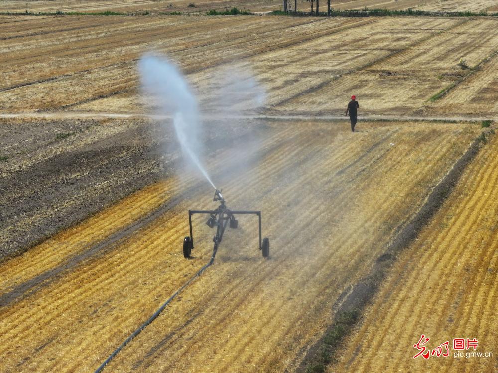 Intensified efforts to combat drought, protect seedlings during summer