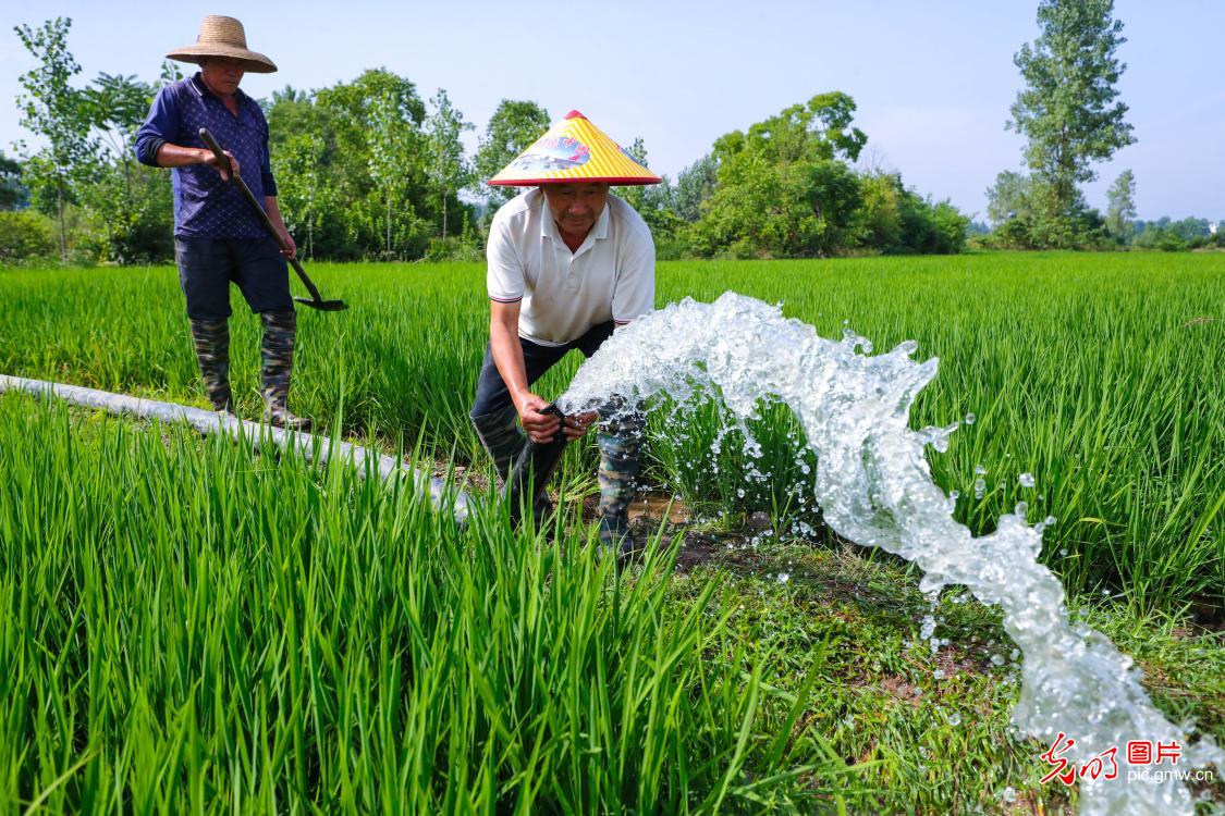 Intensified efforts to combat drought, protect seedlings during summer