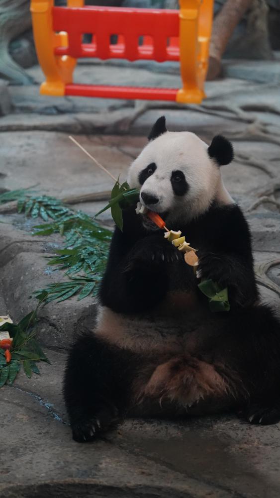 Hubei panda celebrates birthday like a Wuhan local