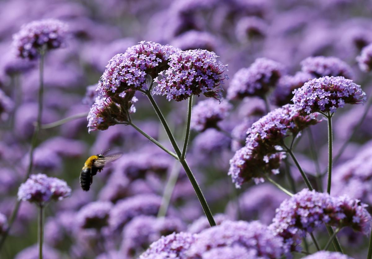 Fenghuang Park's verbena flowers in bloom