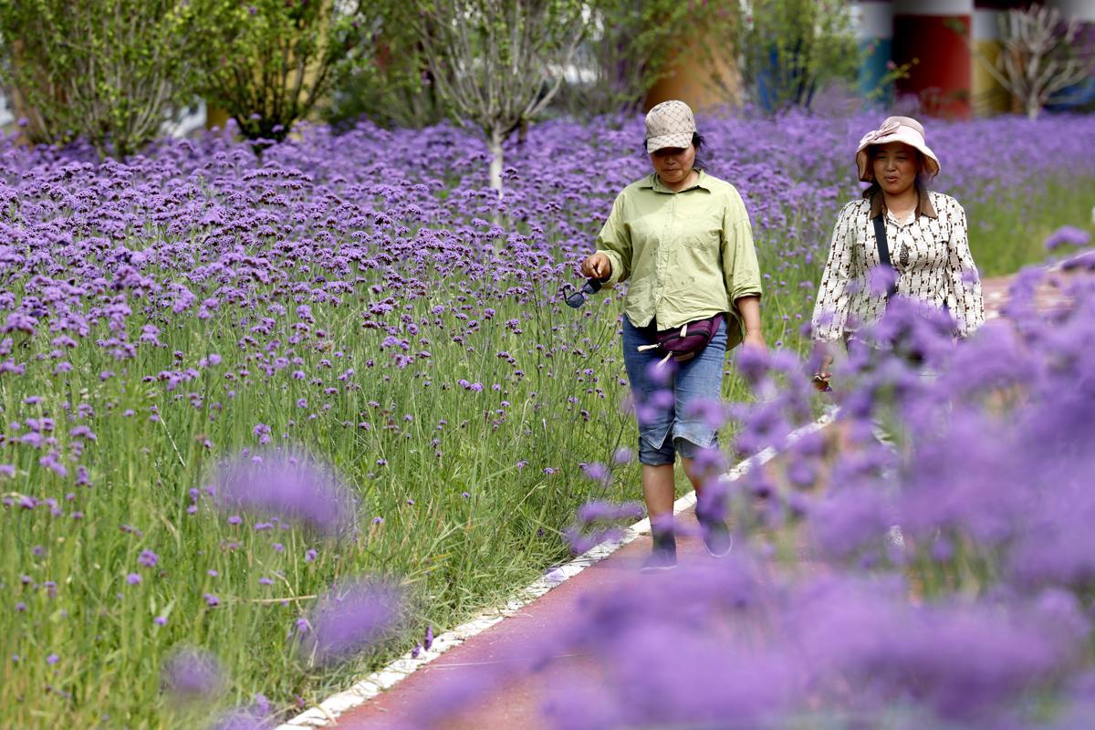 Fenghuang Park's verbena flowers in bloom