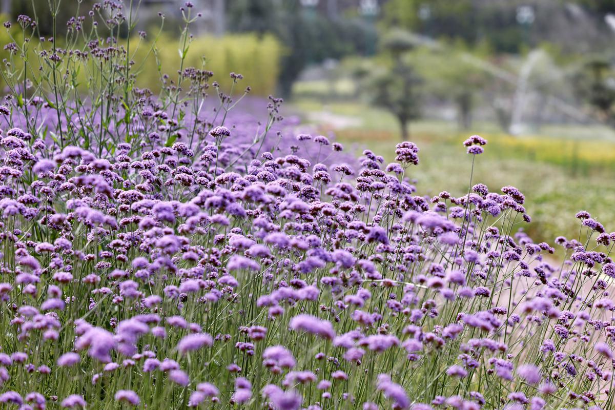 Fenghuang Park's verbena flowers in bloom