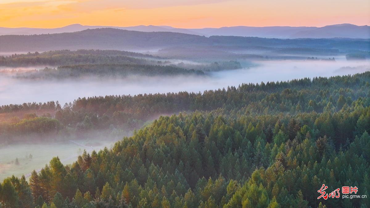 Morning scenery of Saihanba National Forest Park