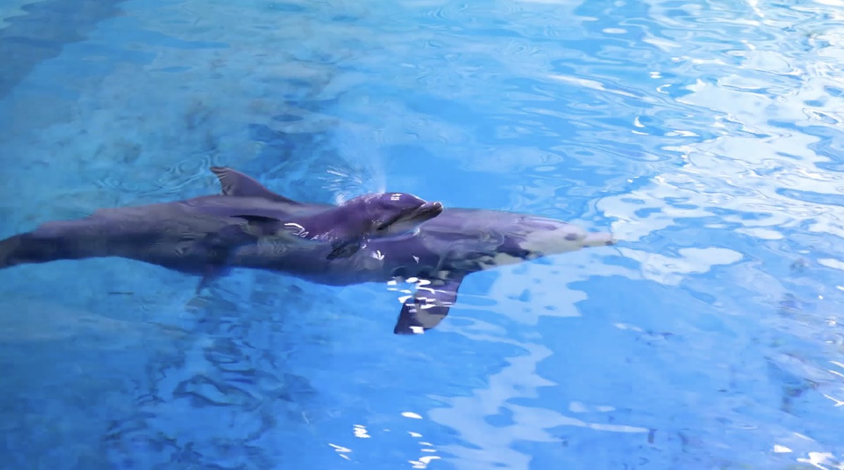 After trying for 11 years, bottlenose dolphin gives birth in China