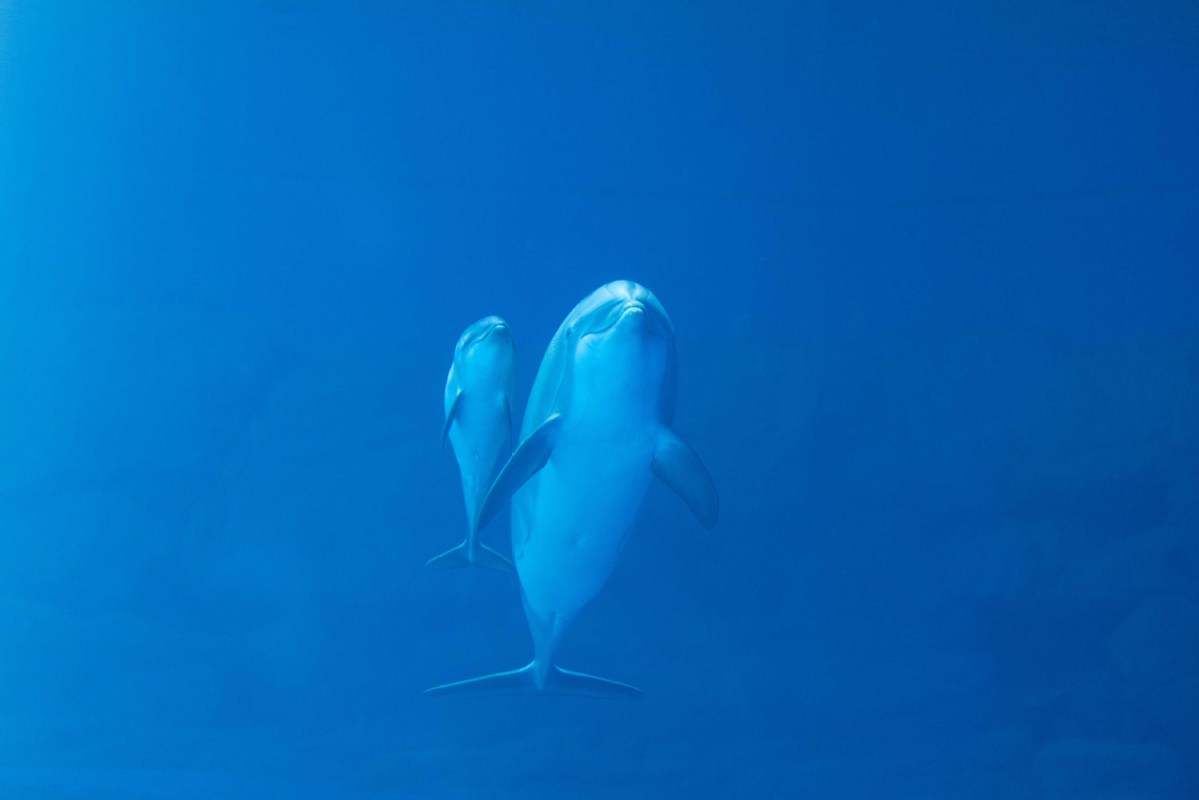 After trying for 11 years, bottlenose dolphin gives birth in China