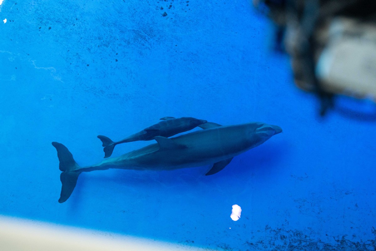 After trying for 11 years, bottlenose dolphin gives birth in China