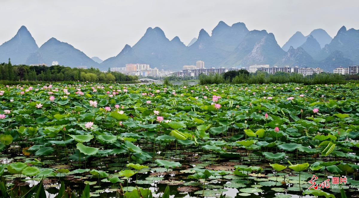 Lotus flowers reflect lake