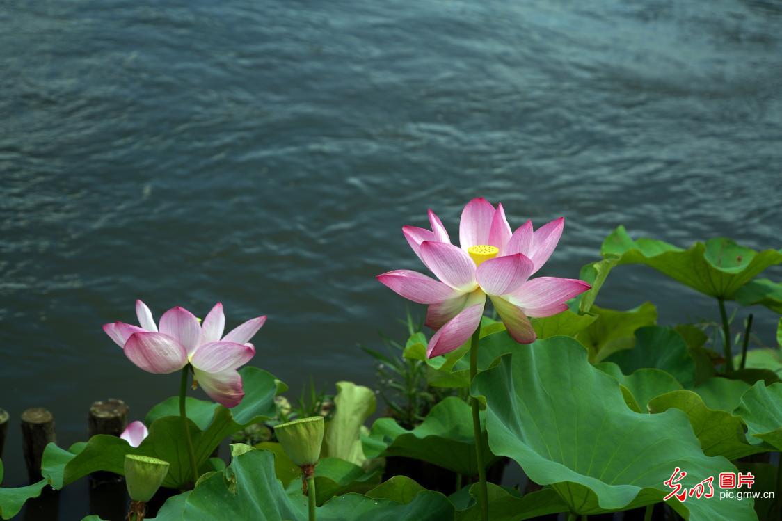 Stunning lotus blossoms across China attract throngs of visitors