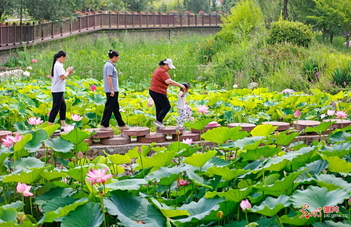 Stunning lotus blossoms across China attract throngs of visitors