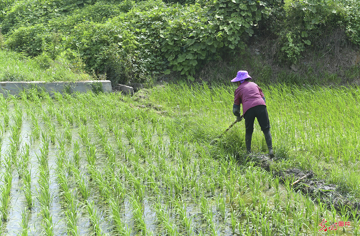 Key region for hybrid rice seed production in southeast China's Fujian