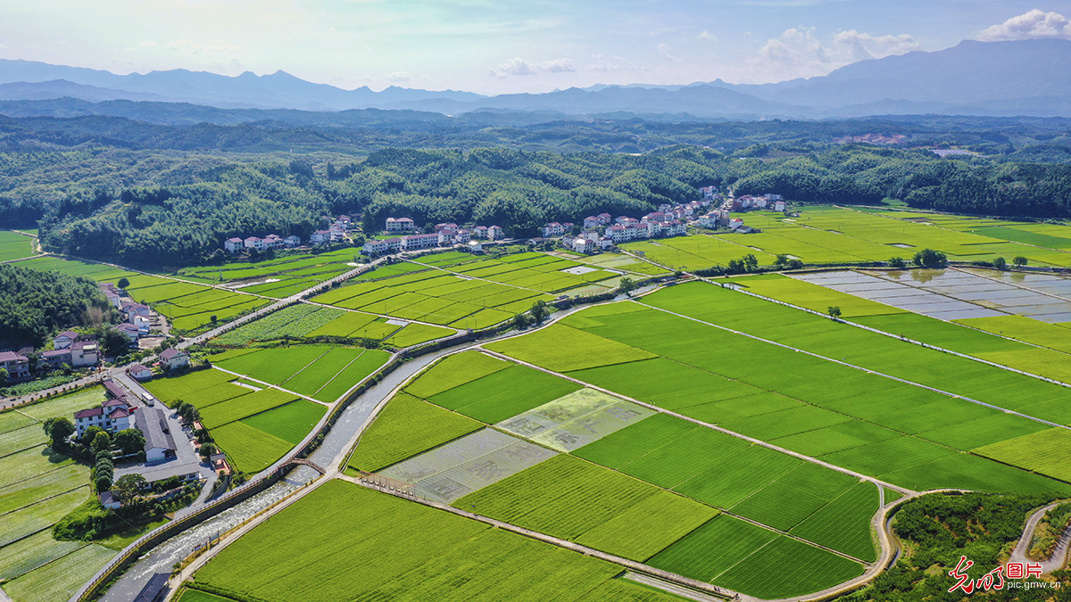 Key region for hybrid rice seed production in southeast China's Fujian