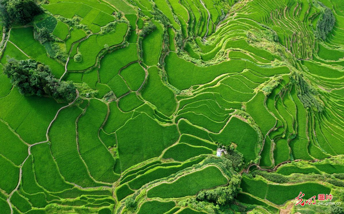 Terraced rice field in SW China's Chongqing