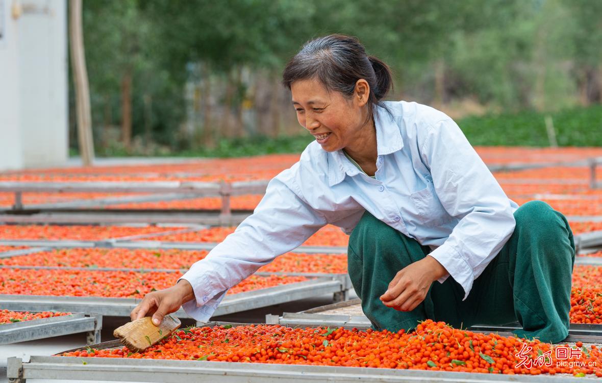 Farmers dry goji berries in NW China's Xinjiang