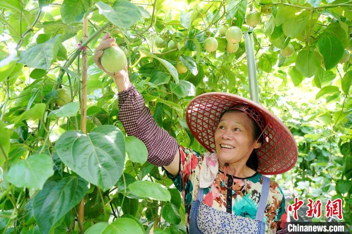 Farmers busy harvesting passion fruit in S China’s Guangxi