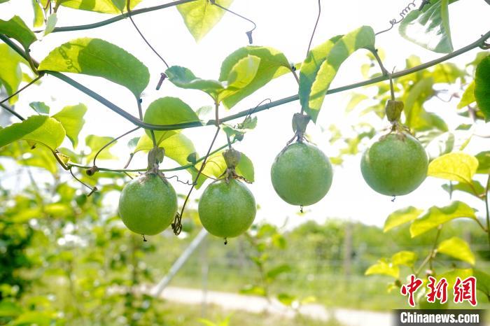 Farmers busy harvesting passion fruit in S China’s Guangxi