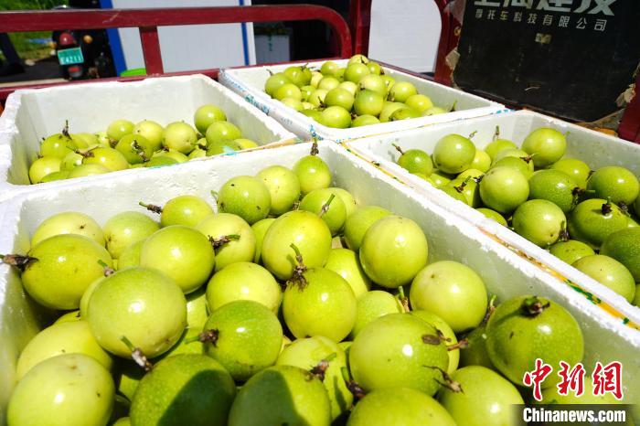 Farmers busy harvesting passion fruit in S China’s Guangxi