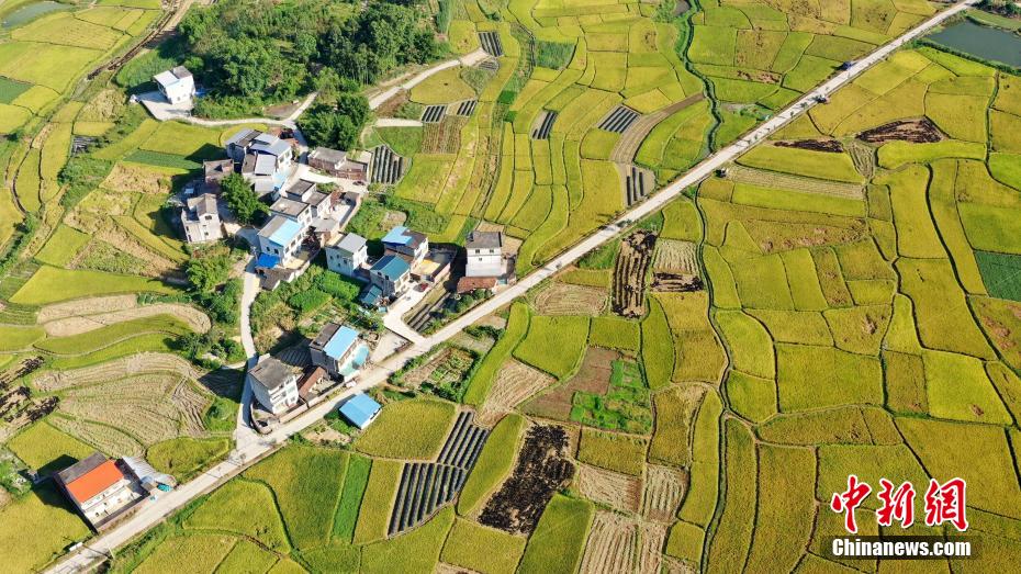 Amazing scenery of gloden paddy field in S China’s Guangxi