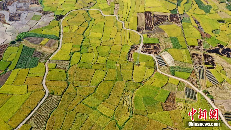 Amazing scenery of gloden paddy field in S China’s Guangxi