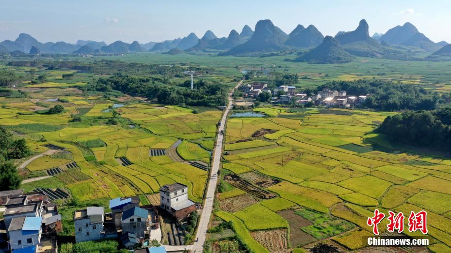 Amazing scenery of gloden paddy field in S China’s Guangxi