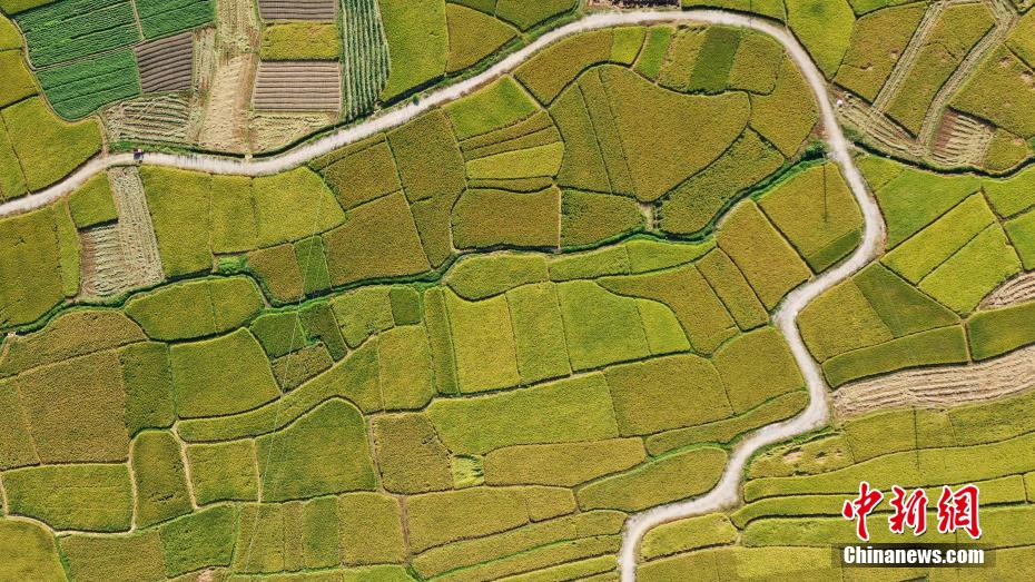 Amazing scenery of gloden paddy field in S China’s Guangxi