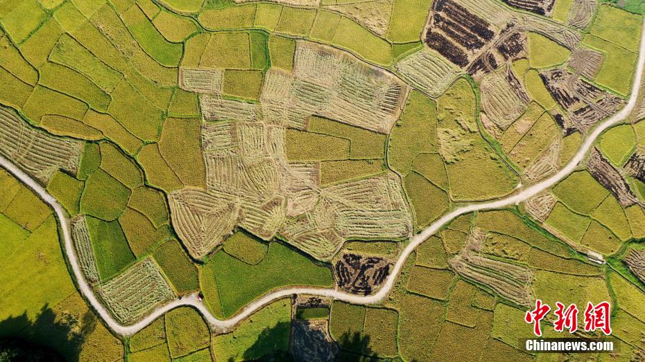 Amazing scenery of gloden paddy field in S China’s Guangxi