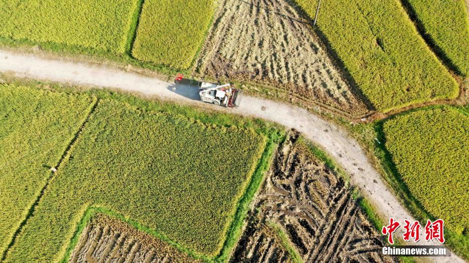 Amazing scenery of gloden paddy field in S China’s Guangxi