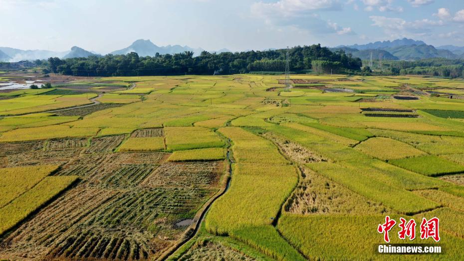 Amazing scenery of gloden paddy field in S China’s Guangxi