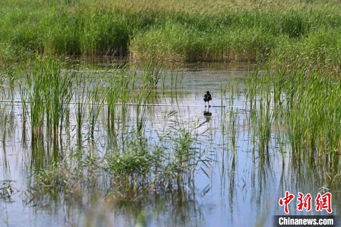 Birds rest at wetland in N China’s Inner Mongolia